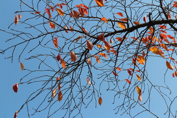 Colourful autumn leaves and artistic tree branches with blue sky, South Korea