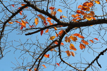 Colourful autumn leaves and artistic tree branches with blue sky, South Korea