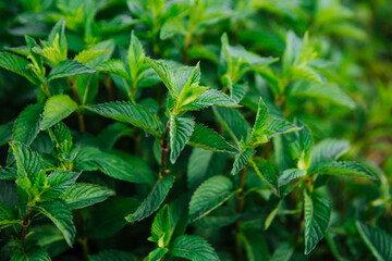 Green juicy fragrant mint. Organic mint cultivation.