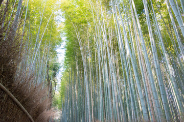 Bamboo Forest Path (Chikurin-no-Komichi). a famous Tourist spot in Arashiyama, Kyoto, Japan.