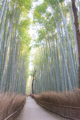 Bamboo Forest Path (Chikurin-no-Komichi). a famous Tourist spot in Arashiyama, Kyoto, Japan.