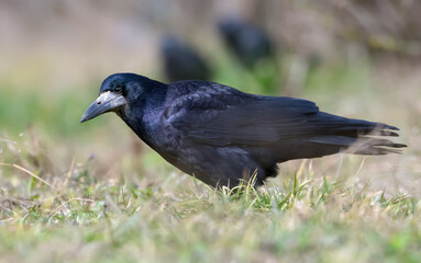 Shiny Rook (corvus frugilegus) walks on the grass cover in early spring
