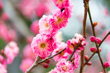 Obraz premium Prunus mume at Kitano Tenmangu Shrine in Kyoto, Japan. The shrine was built during 947AD by the emperor of the time in honor of Sugawara no Michizane.