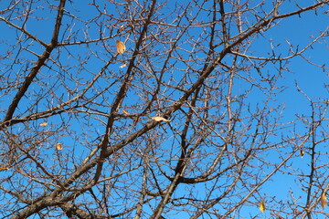 Colourful autumn leaves and artistic tree branches with blue sky, South Korea