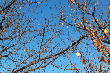 Colourful autumn leaves and artistic tree branches with blue sky, South Korea