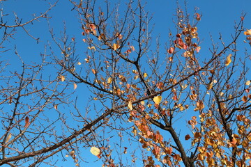 Colourful autumn leaves and artistic tree branches with blue sky, South Korea