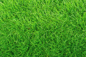 Green grass texture background, Top-down of grass garden, Ideal concept used for making green flooring, lawn for a training football pitch, Grass Golf Courses green lawn pattern textured background.