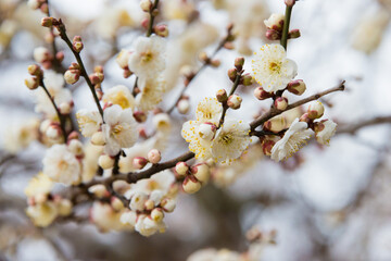 Prunus mume at Kitano Tenmangu Shrine in Kyoto, Japan. The shrine was built during 947AD by the emperor of the time in honor of Sugawara no Michizane.