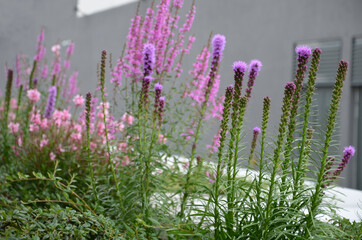 lush flower bed with sage blue and purple flower combined with yellow ornamental grasses lush green...