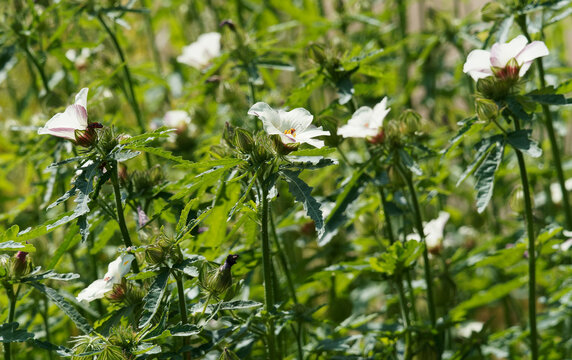 Hibiscus trionum, Ketmie d'Afrique ou Fleur d'une heure en forme de cloche de couleur blanc cr&egrave;me &agrave; jaune p&acirc;le, velout&eacute; sombre au milieu, calice nervur&eacute; et gonfl&eacute;
