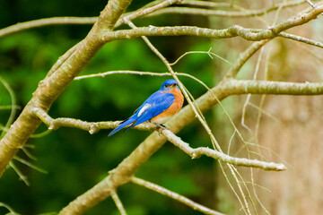Make bluebird 