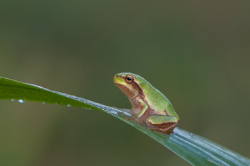 Little frog Hyla arborea on a blade of grass