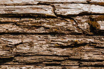 The texture of old wood and moss. Tree bark texture
