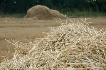 straw bales on a field, a sheaf of hay with blue sky.