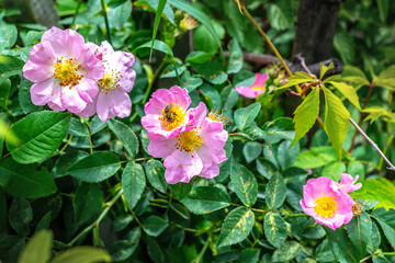 Obraz premium Blooming rosehip bush in the garden close-up.