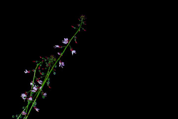 Enchanters nightshade isolated on black background, Circaea lutetiana or Grosses Hexenkraut