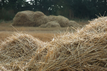 straw bales on a field, a sheaf of hay with blue sky.