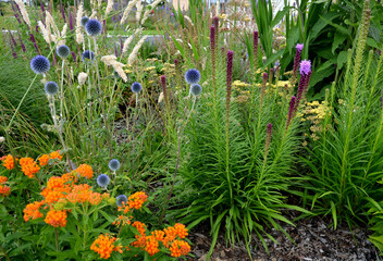 lush flower bed with sage blue and purple flower combined with yellow ornamental grasses lush green...