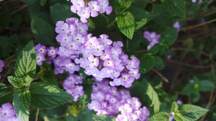 purple lilac flowers