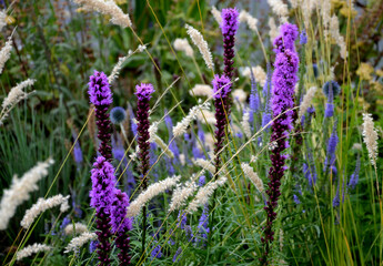 lush flower bed with sage blue and purple flower combined with yellow ornamental grasses lush green color perennial prairie flower bed in the city - obrazy, fototapety, plakaty