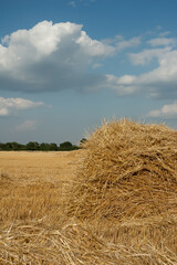 Fototapeta na wymiar straw bales on a field, a sheaf of hay with blue sky.