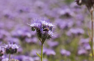 a bee on a blooming lilac phacelia flower on a blurred field background
