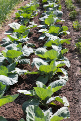 a bed of growing cabbage in the bright sun in the home garden