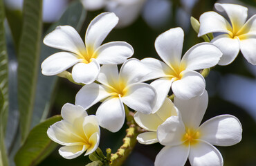 Fototapeta na wymiar Purity of white frangipani blossom of tropical tree flower, plumeria flower blooming on tree, spa flower