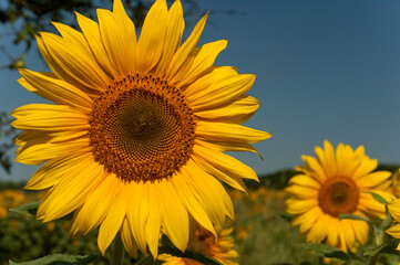Fototapeta premium Sunflower close up.