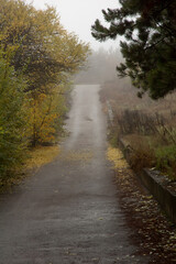 Fototapeta na wymiar road in the forest in the fog