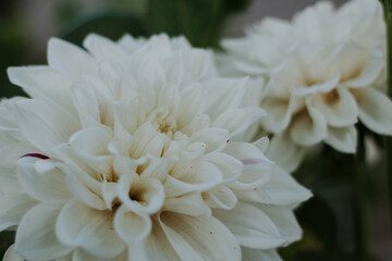 Macro White Dahlia Flowers