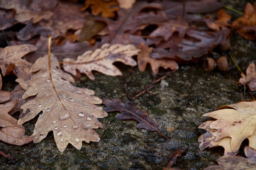 Wet lime autumn falling leaves