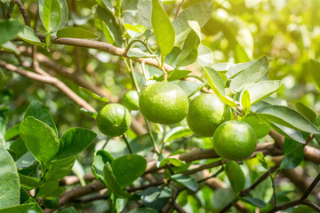 Green lemon lime on tree in garden,Fresh lime green on the tree with light bokeh background