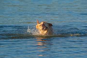 Labrador shakes off water. Photographed close-up.