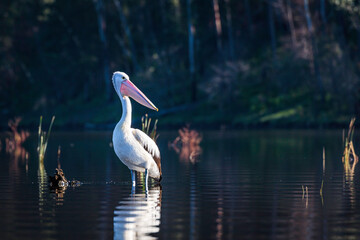 Australian Pelican