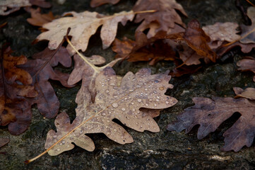 Wet lime autumn falling leaves