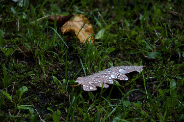 Wet lime autumn falling leaves