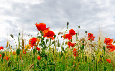 Fototapeta premium Close-up Of Red Poppies Blooming in a field amongst Bearded Barley near Thirsk, North Yorkshire,UK