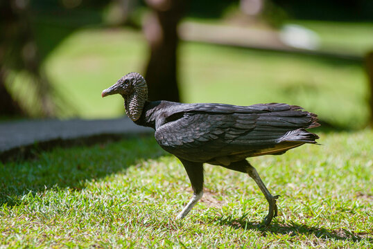 American Black Vulture, Coiba National Park, Panama