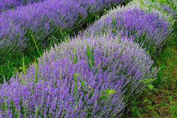 Fototapeta na wymiar purple lavender in the sunlight on the green plain