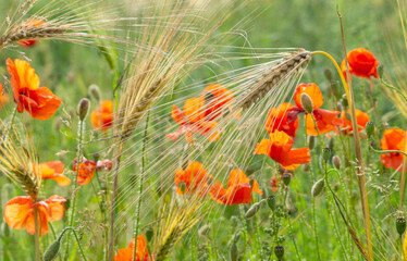 Close-up Of Red Poppies Blooming in a field amongst Bearded Barley near Thirsk, North Yorkshire,UK