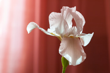 White iris isolated on the dark rose background