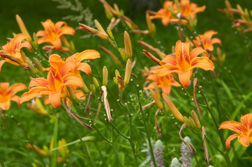 Daylily (Hemerocallis) flowers, close up shot, daylight