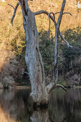 Sunken forest in the Shoalhaven Gorge