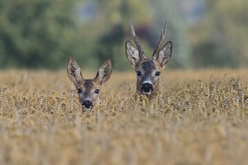 Two Western roe deer in a grain field, Czech republic, Europe. Wildlife scene from nature. Grain...