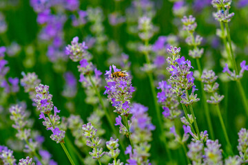 purple lavender in the sunlight on the green plain