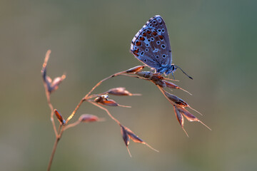 Polyommatus icarus - diurnal butterfly in the summer dew on a blade of grass awaits dawn on a blade...