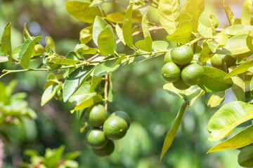 Green lemon lime on tree in garden,Fresh lime green on the tree with light bokeh background
