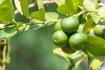 Green lemon lime on tree in garden,Fresh lime green on the tree with light bokeh background