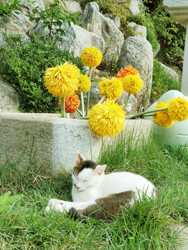 sleeping cat in garden